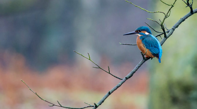 Der erste Eisvogel