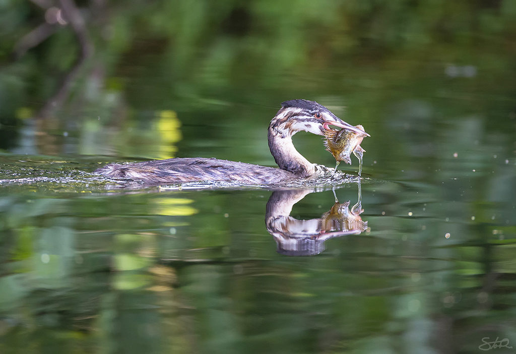 Haubentaucher mit Fisch